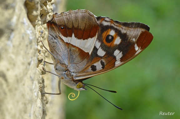 Großer Schillerfalter (Apatura iris)